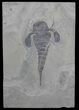 Eurypterus (Sea Scorpion) Fossil - New York #62797-1